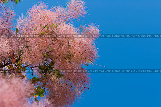 Скумпия Коггигрия (париковое дерево,Cotinus coggygria Scop.) Стоковое фото, фотограф Макарова Елена / Фотобанк Лори