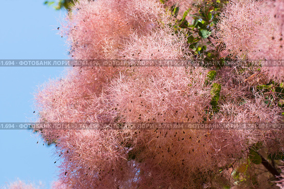 Скумпия Коггигрия (париковое дерево,Cotinus coggygria Scop.) Стоковое фото, фотограф Макарова Елена / Фотобанк Лори