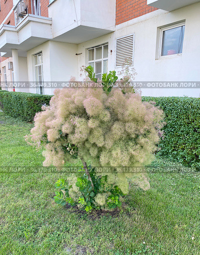 Скумпия кожевенная (Cotinus coggygria) Стоковое фото, фотограф Мария Кылосова / Фотобанк Лори