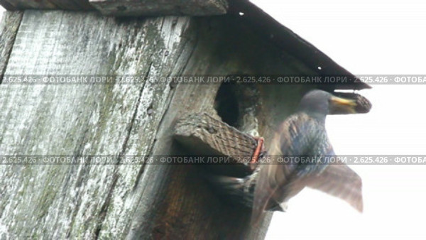 Скворец кормит птенца. Стоковое видео, видеограф Михаил Коханчиков / Фотобанк Лори