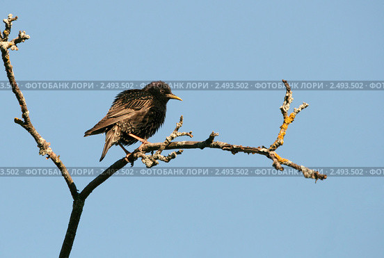 Скворец на ветке старой яблони (Sturnus vulgaris) Стоковое фото, фотограф Щеголева Ольга / Фотобанк Лори