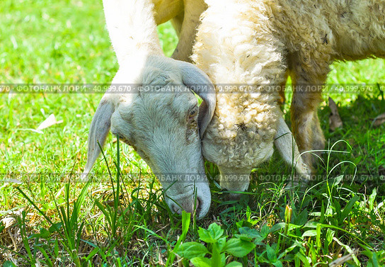 Sleepy sheep has a nap in sunny day. Стоковое фото, фотограф Татьяна Терехина / Фотобанк Лори