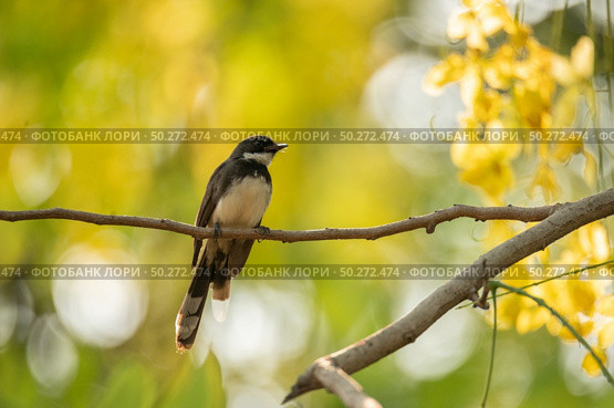 small bird living in the nature, common bird around the home. Стоковое фото, агентство Ingram Publishing / Фотобанк Лори
