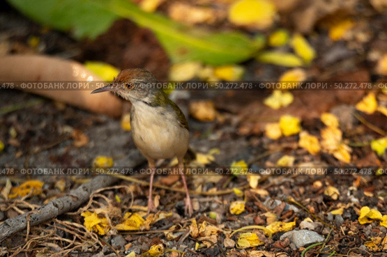 small bird living in the nature, common bird around the home. Стоковое фото, агентство Ingram Publishing / Фотобанк Лори