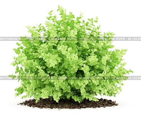 small boxwood plant isolated on white background. 3d illustration. Стоковое фото, агентство Ingram Publishing / Фотобанк Лори