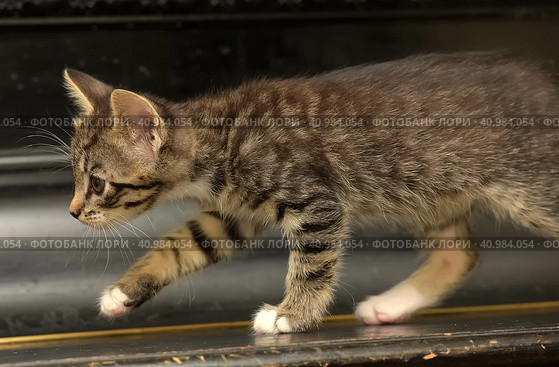 Small kitten on a dark background. Стоковое фото, фотограф Анна Кривицкая / Фотобанк Лори