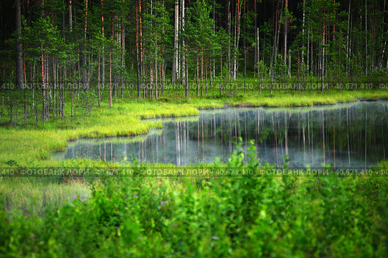 Small lake in the forest with reflection and wild water lily, Norway. Стоковое фото, фотограф Анна Кривицкая / Фотобанк Лори