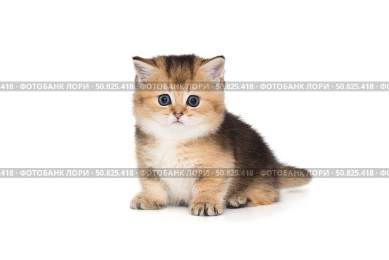 Small Scottish kitten with short paws. Стоковое фото, фотограф Okssi / Фотобанк Лори