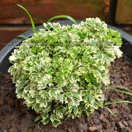 Small shrubs for landscaping. Стоковое фото, агентство Ingram Publishing / Фотобанк Лори