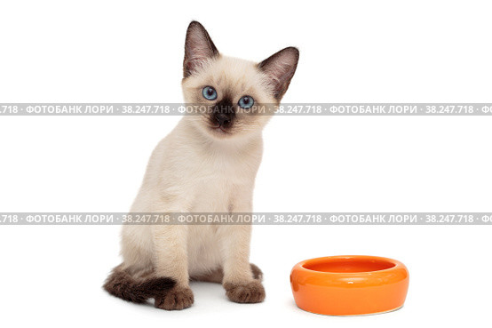 Small Siamese kitten and food bowl. Стоковое фото, фотограф Okssi / Фотобанк Лори
