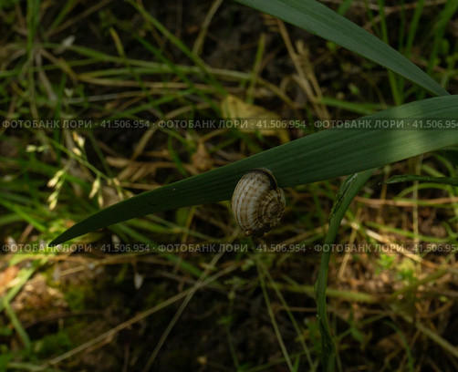 Small snail on a green blade of grass close-up. Стоковое фото, фотограф Tae Mi / Фотобанк Лори