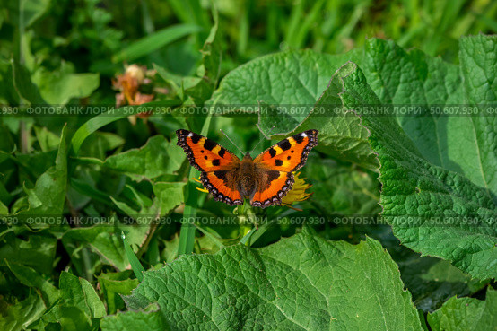 Small Tortoiseshell butterfly taken in Altai Region. Стоковое фото, фотограф Саблин Станислав / Фотобанк Лори