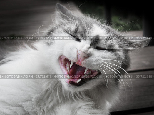 Смешной кот. Стоковое фото, фотограф E. O. / Фотобанк Лори