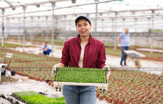 Smiling female gardener swaps pallets with young deren seedlings for full formation of plant. Стоковое фото, фотограф Яков Филимонов / Фотобанк Лори
