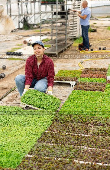 Smiling female gardener swaps pallets with young deren seedlings for full formation of plant. Стоковое фото, фотограф Яков Филимонов / Фотобанк Лори