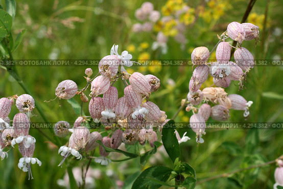 Смолёвка обыкновенная, соцветия (Oberna behen (L.) Ikonn., Silene latifolia (Mill.) ) Стоковое фото, фотограф Щеголева Ольга / Фотобанк Лори