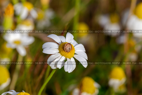 Snail (Cochlea) sits close-up on a white chamomile. Стоковое фото, фотограф Татьяна Ляпи / Фотобанк Лори
