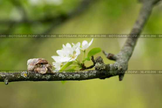 Snail Muller glides on a flowering branch of a pear. Large white mollusk snails with a brown striped shell crawling over vegetables and greens. Pest in the farmer's garden. Стоковое фото, фотограф Photojuli / Фотобанк Лори