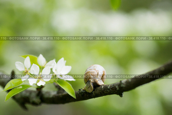 Snail Muller glides on a flowering branch of a pear. Large white mollusk snails with a brown striped shell crawling over vegetables and greens. Pest in the farmer's garden. Стоковое фото, фотограф Photojuli / Фотобанк Лори