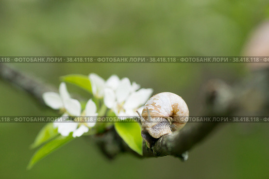Snail Muller glides on a flowering branch of a pear. Large white mollusk snails with a brown striped shell crawling over vegetables and greens. Pest in the farmer's garden. Стоковое фото, фотограф Photojuli / Фотобанк Лори