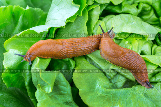 snail with lettuce leaf. Стоковое фото, фотограф Erwin Wodicka / Фотобанк Лори