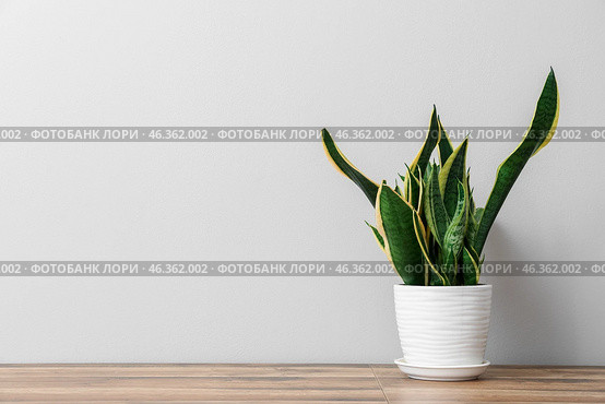 Snake plant on table near light wall. Стоковое фото, фотограф Pixel_shot / Фотобанк Лори