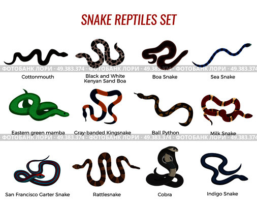 Snakes reptiles set with boa of various types, royal python, cobra, rattlesnake, sea serpent isolated vector illustration. Snakes Reptiles Set. Стоковая иллюстрация, агентство Ingram Publishing / Фотобанк Лори