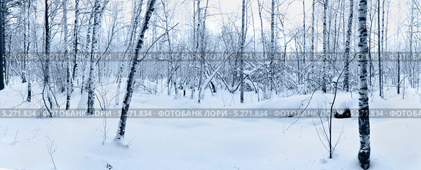 Снег в зимнем лесу. Стоковое фото, фотограф Beerkoff / Фотобанк Лори