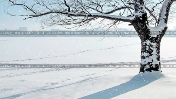 Снегопад на фоне дерева. Стоковая анимация, аниматор Parmenov Pavel / Фотобанк Лори