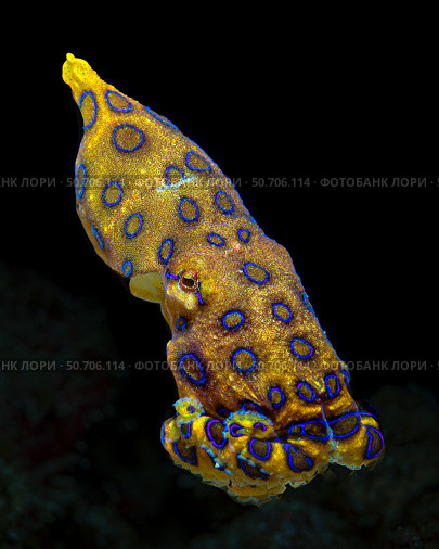 Snooted, free-swimming blue-ringed octopus (Hapalochlaena spp.) Bruce Shafer/Stocktrek Images (2020 год). Стоковое фото, агентство ТАСС / Фотобанк Лори