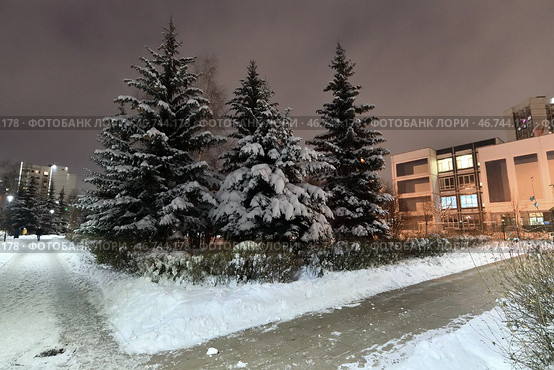 snow-covered fir trees in a cityscape in Moscow, Russia (2023 год). Стоковое фото, фотограф Володина Ольга / Фотобанк Лори