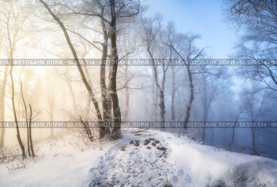 Snow-covered forest in morning fog. Winter landscape with snowy trees at sunrise. Wintry woods in misty conditions at dawn. Frosty winter scene. Enchanting woods. Ethereal winter woods. Snowscape. Стоковое фото, агентство Ingram Publishing / Фотобанк Лори