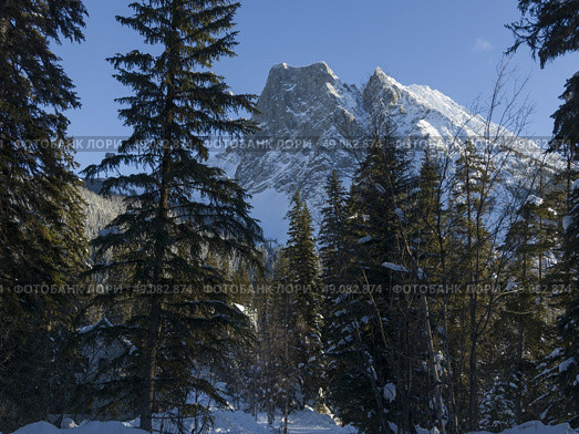 Snow covered mountains with trees in winter, Emerald Lake, Yoho National Park, British Columbia, Canada. Стоковое фото, агентство Ingram Publishing / Фотобанк Лори