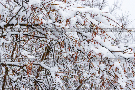 Snow on the branches of trees and bushes after a snowfall. Beautiful winter background with snow-covered trees. Plants in a winter forest park. Cold snowy weather. Cool texture of fresh snow. Closeup. Стоковое фото, фотограф Андрей Степанов / Фотобанк Лори