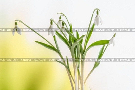 Snowdrop flowers on a fresh background in the spring. Стоковое фото, агентство Ingram Publishing / Фотобанк Лори
