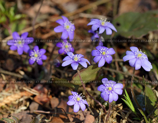 Snowdrops (Hepatica nobilis) Стоковое фото, фотограф Абрамов Михаил / Фотобанк Лори