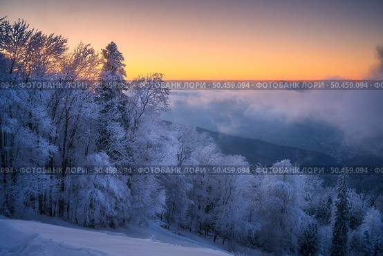 Snowy forest in hoar and low clouds in beautiful winter at sunrise. Colorful landscape with trees in snow, orange sky. Snowfall in mountain woods. Wintry woodland. Snow covered forest at dawn. Nature. Стоковое фото, агентство Ingram Publishing / Фотобанк Лори