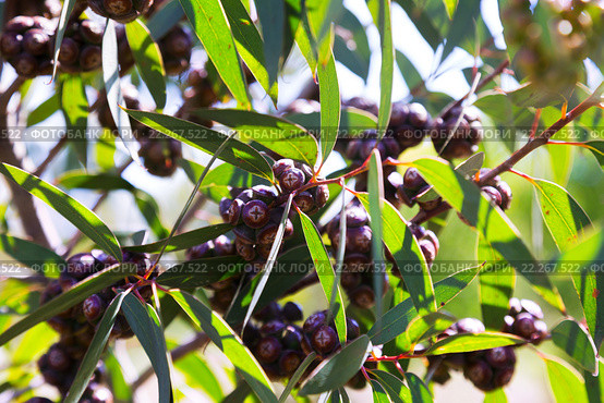 soap mallee plant in spring. Стоковое фото, фотограф Яков Филимонов / Фотобанк Лори