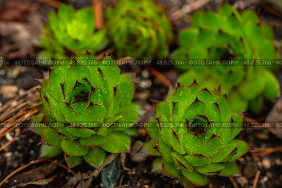 Сочные, яркие уличные суккуленты Молодило кровельное (лат. Sempervivum tectorum) в саду. Растения в саду. Малая глубина резкости. Стоковое фото, фотограф Андрей Пустякин / Фотобанк Лори