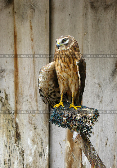 Сокол-балобан (Falco cherrug) Стоковое фото, фотограф Alexey D. / Фотобанк Лори