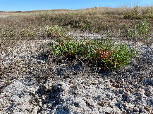 Солерос солончаковый (Salicornia perennans), вегетирующие растения на обнажившемся и покрытом белой соляной коркой дне озера Чокрак. Республика Крым, Ленинский район, окрестности села Курортное. Редакционное фото, фотограф Щеголева Ольга / Фотобанк Лори