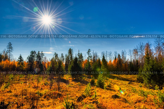 Солнце над осенним лесом. Стоковое фото, фотограф Алексей Денисов / Фотобанк Лори
