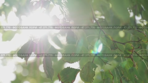 Солнце светит сквозь листья дерева. Редакционное видео, видеограф Семён Прудий / Фотобанк Лори