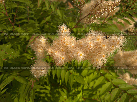 Sorbaria sorbifolia - Fieldfare blooms profusely in the summer. Стоковое фото, фотограф Володина Ольга / Фотобанк Лори