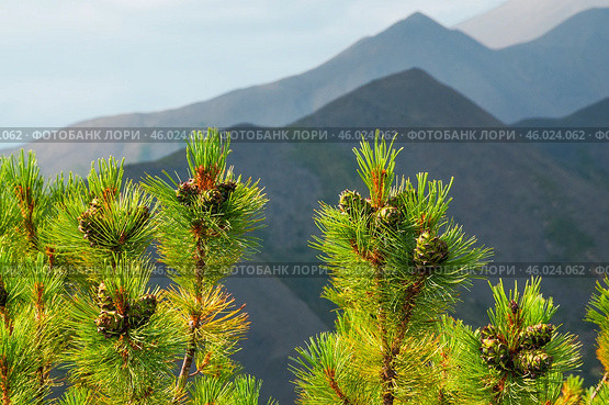 Сосна стланиковая или Кедро́вый стла́ник. ( Pinus pumila (Pall.) Regel, 1859 ) Восточная Сибирь, Республика САХА, Оймяконский район. Стоковое фото, фотограф Павел Просянов / Фотобанк Лори