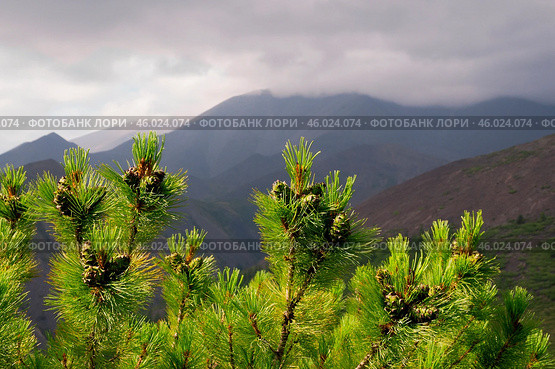 Сосна стланиковая или Кедро́вый стла́ник. ( Pinus pumila (Pall.) Regel, 1859 ) Восточная Сибирь, Республика САХА, Оймяконский район. Стоковое фото, фотограф Павел Просянов / Фотобанк Лори