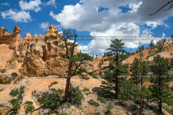 Сосны и яркие скалы. Национальный парк Брайс-Каньон (англ. Bryce Canyon National Park) (2015 год). Стоковое фото, фотограф Ирина Кожемякина / Фотобанк Лори