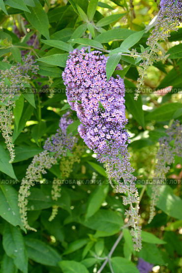 Соцветие буддлеи Давида (Будлеи изменчивой) (Buddleja davidii Franch.) Стоковое фото, фотограф Ирина Борсученко / Фотобанк Лори
