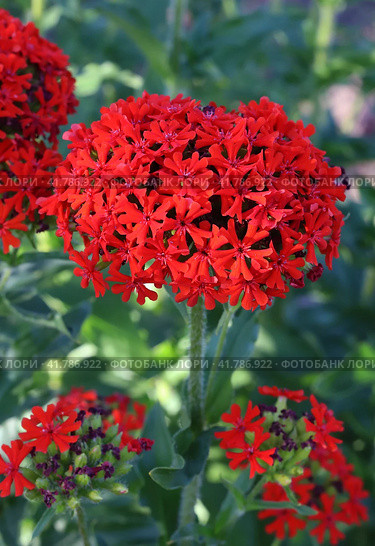 Соцветие лихниса халцедонского (Lychnis chalcedonica) Стоковое фото, фотограф EgleKa / Фотобанк Лори