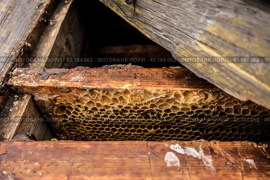 Соты с медом в старом деревянном улье крупным планом/ Honeycombs with honey in a beehive close-up. Стоковое фото, фотограф Iva Noel / Фотобанк Лори